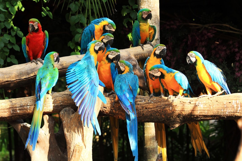 group of parrots perching