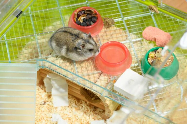 Can Hamsters Drink Out of a Bowl? Vet Verified Benefits & FAQs Hepper