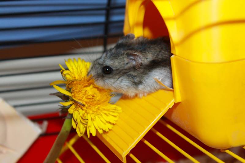 hamster eating a dandelion
