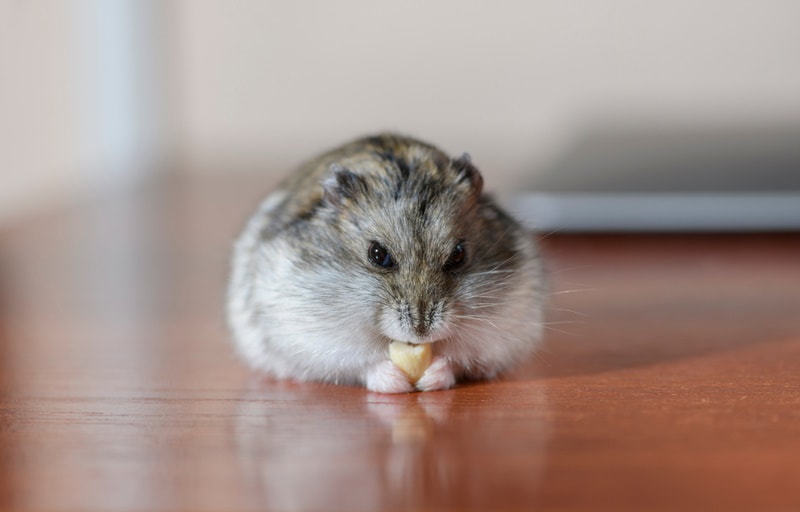 hamster eating peanuts