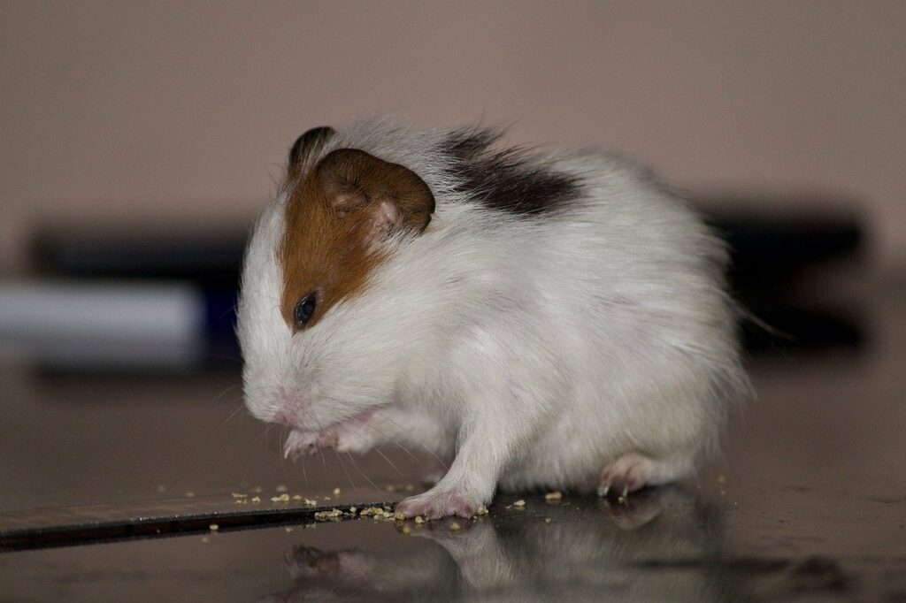 hamster eating up close