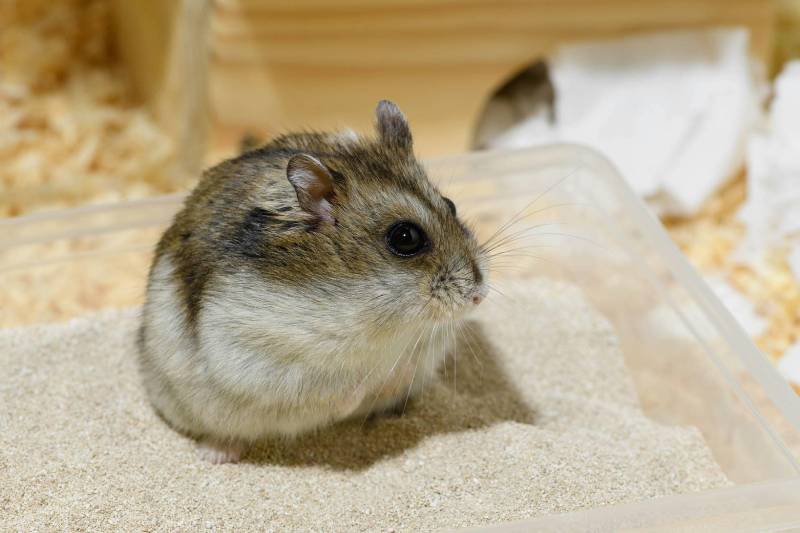 hamster enjoying a sand bath
