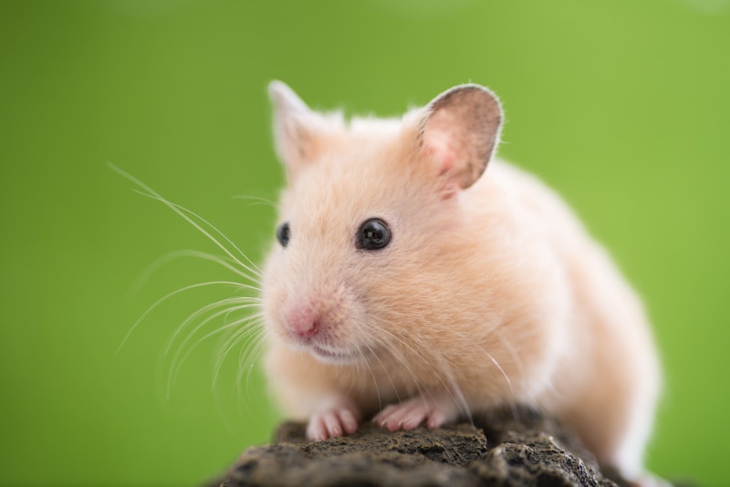 hamster on a rock