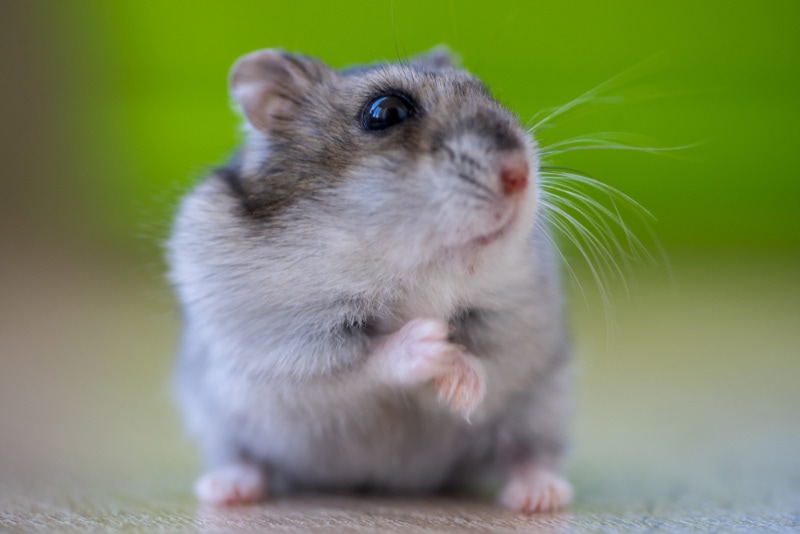 Can russian dwarf hamsters eat cheese hotsell