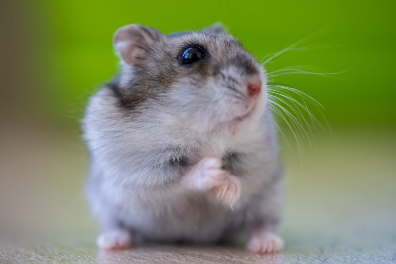 hamster on wooden table