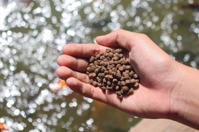 hand holding fish pellets by a pond