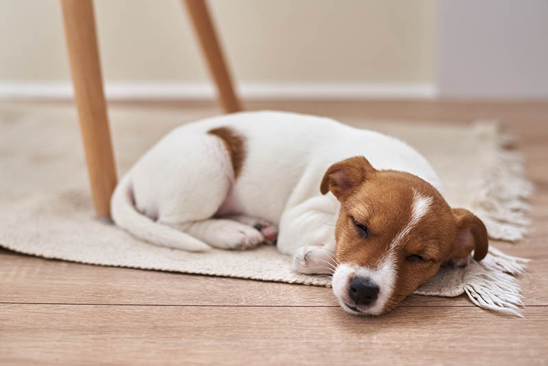 jack russell terrier puppy sleeping on the rag