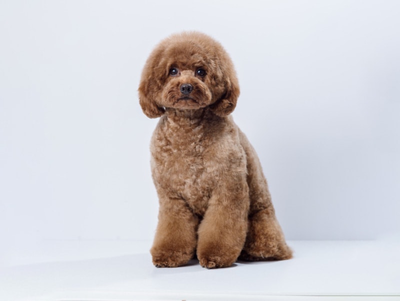 labradoodle dog after a professional haircut