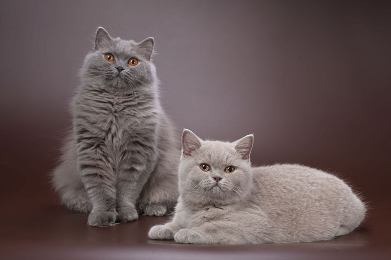 lilac and blue british cats on brown background
