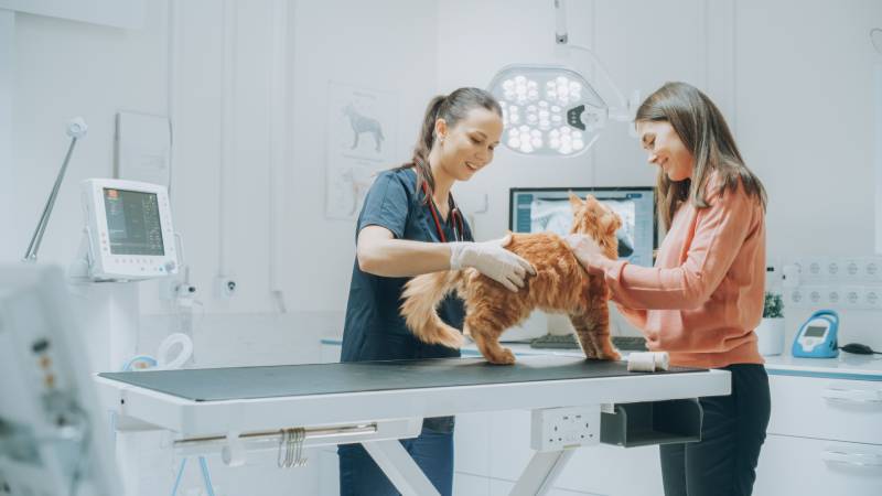 maine coon cat at the vet