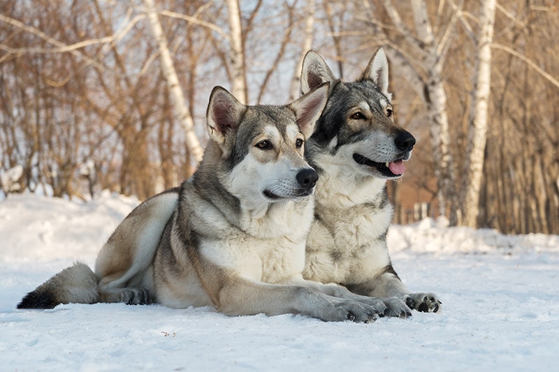 male and female of Saarloos wolfdogs lying in the snow