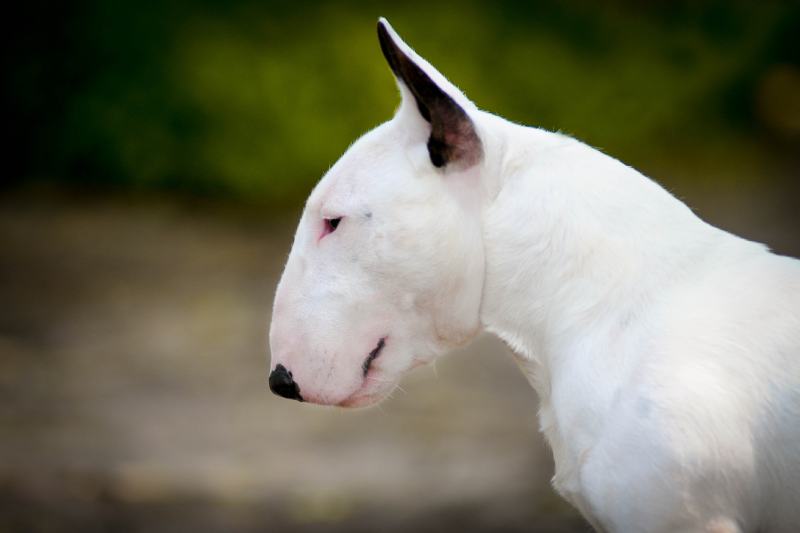 white miniature bull terrier dog side view
