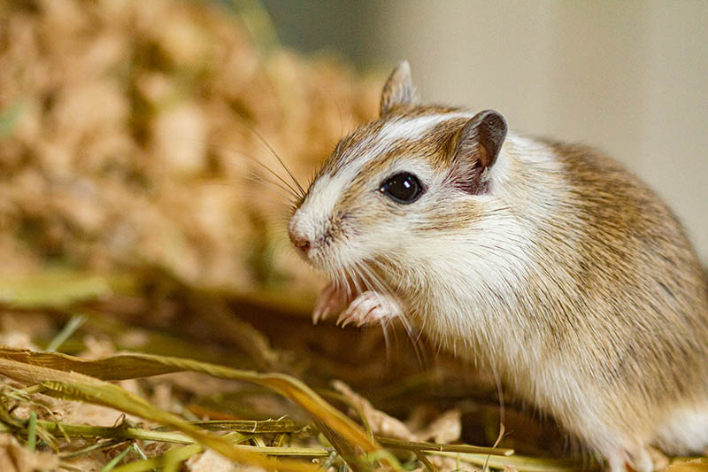 mongolian gerbil standing on hay