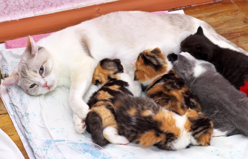 mother cat and her kittens