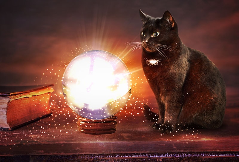 mystical fortune teller cat