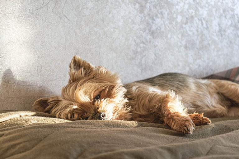 Why Do Dogs Bark In Their Sleep 4 Vet Approved Possible Reasons Hepper Why do dogs bark in their sleep 4 vet approved possible reasons hepper