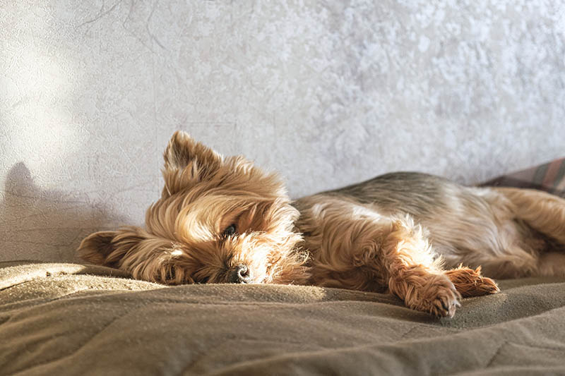 old yorkshire terrier dog sleeping on the side in the sofa