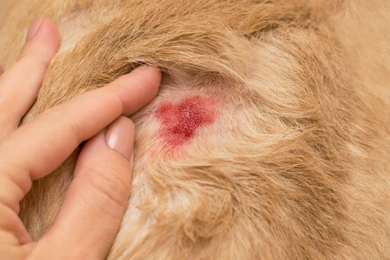 open dermatologic wound in the dog