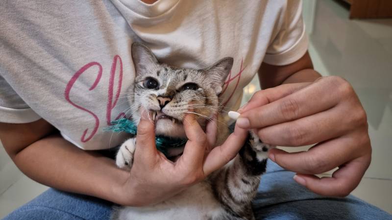 owner giving pill to cat