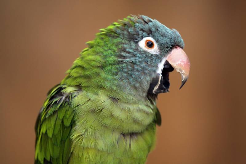 parrot opening its mouth