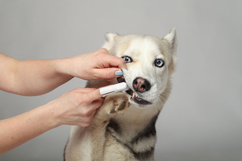 person brushing the teeth of siberian husky dog