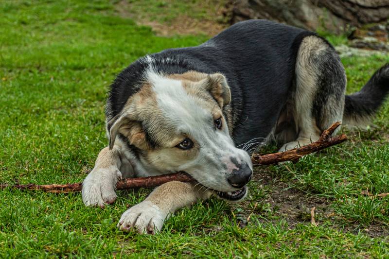 portrait of young dog with wooden stick