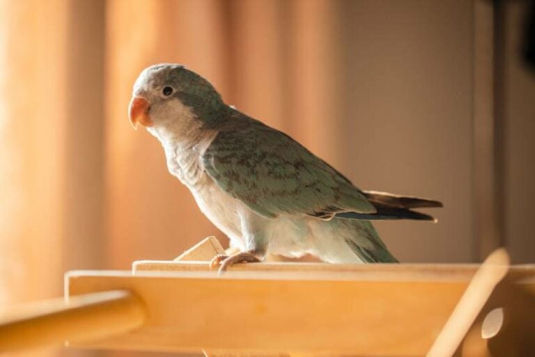 How Long Do Quaker Parrots Live Pictures, Average Lifespan &