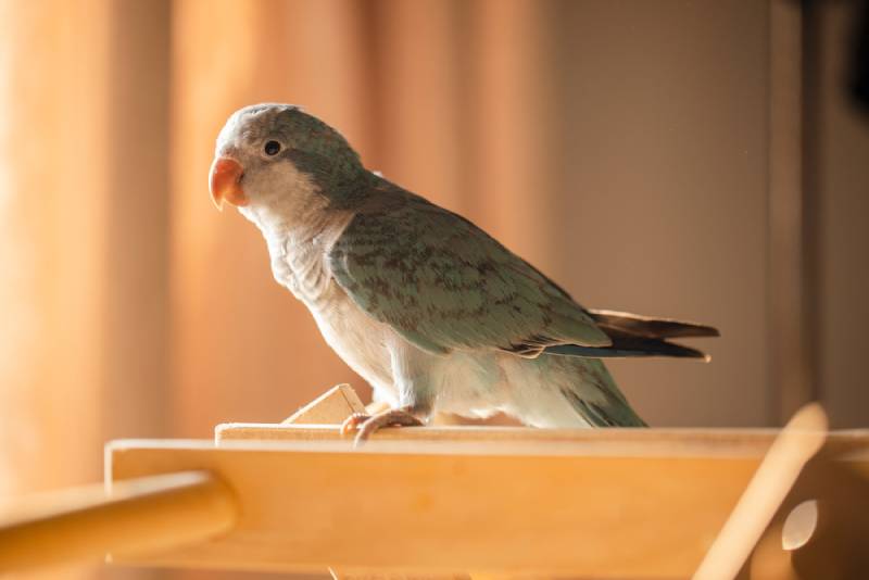 quaker parrot perching indoors