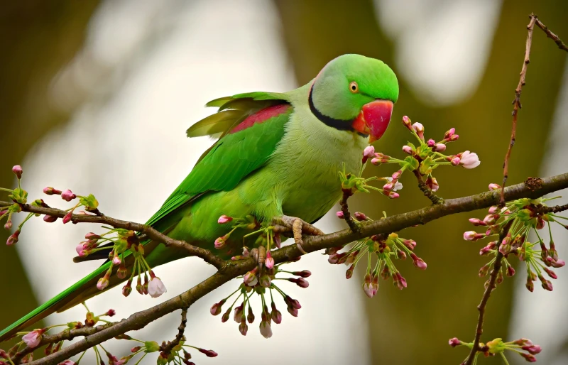 rose ringed parakeet on a tree branch with flowers