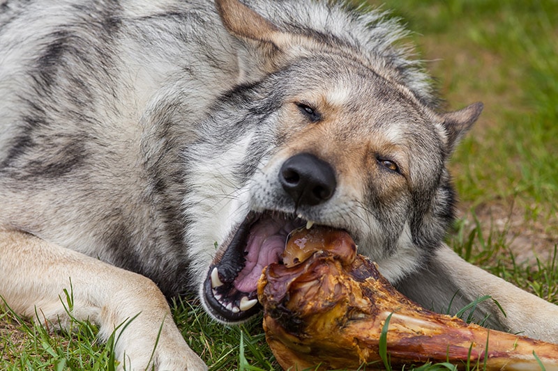 Saarloos Wolfdog Pictures Care Guide Temperament Traits Hepper 