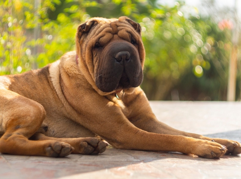 shar pei dog lying on the floor