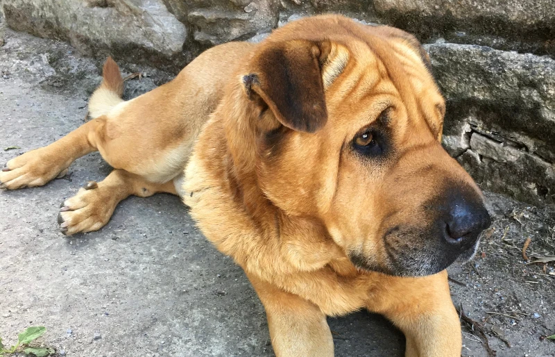 shar pei mastiff mixed breed dog lying on the ground