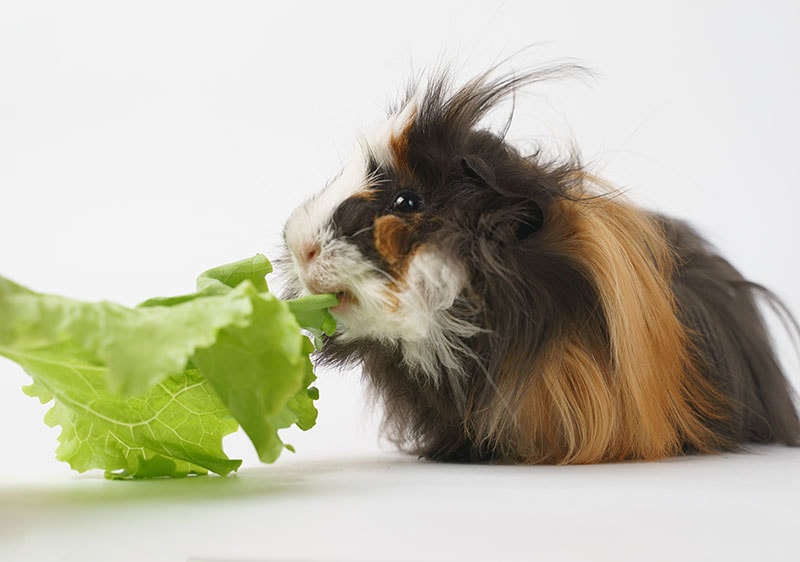 sheba guinea pig eating lettuce