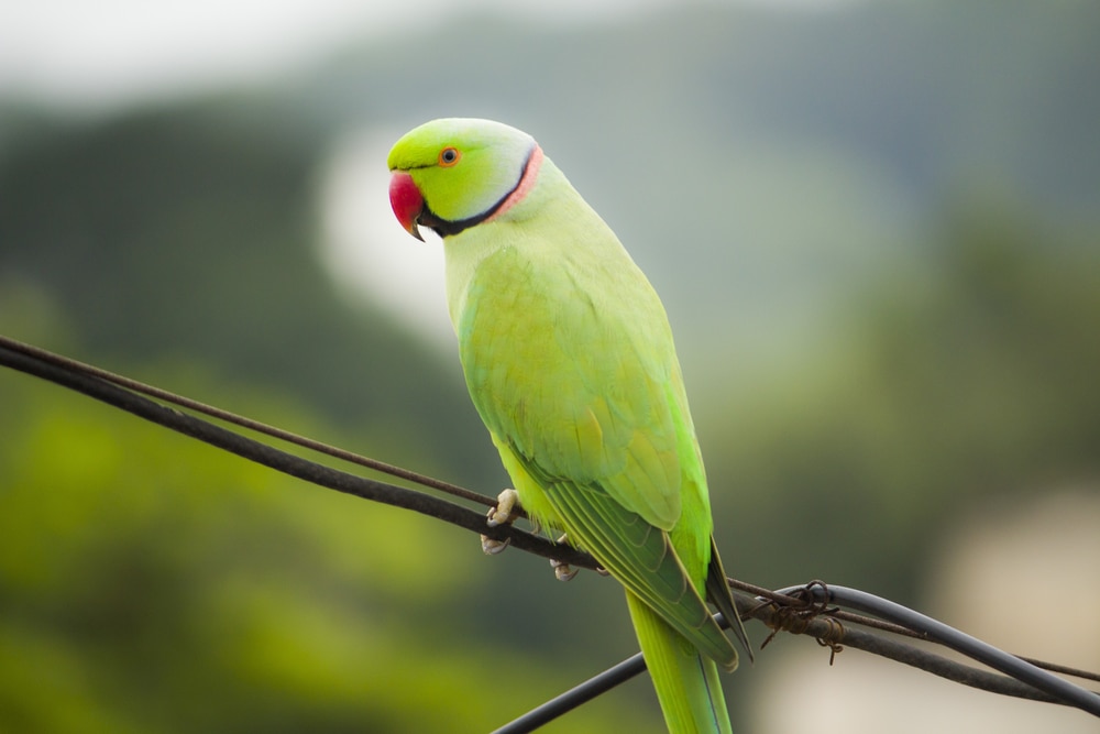 Indian Ringneck Parrot - Aviculture Hub