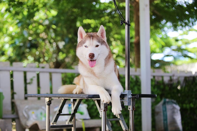siberian husky dog sitting on grooming table
