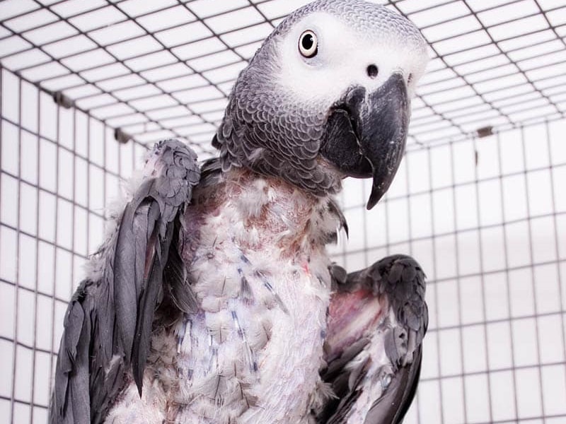 sick african gray parrot with plucked feathers