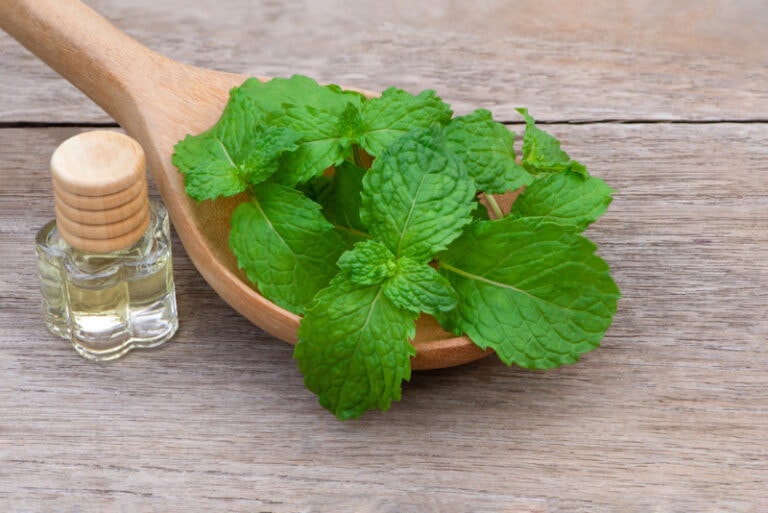 Can Dogs Eat Spearmint? VetApproved Benefits, Concerns, & FAQ Hepper