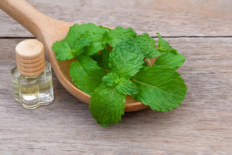 spearmint leaves on wooden spoon and essential oil extract in a bottle