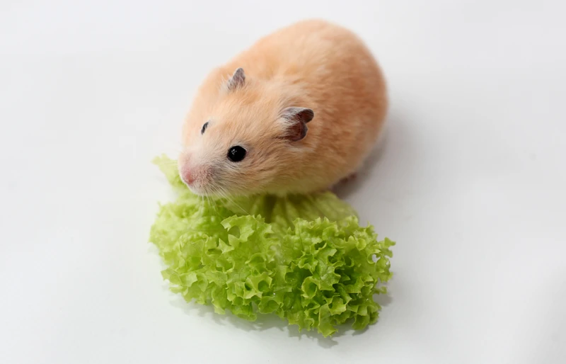 Can you store feed hamsters lettuce