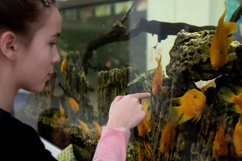 teenage girl looking at the goldfish in the aquarium