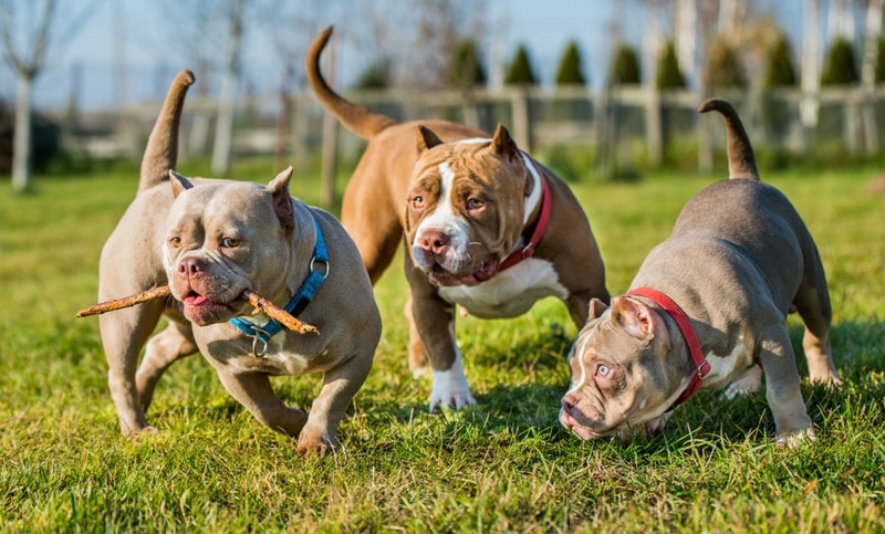three american bully dogs in the grass