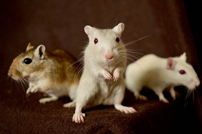 three mongolian gerbils