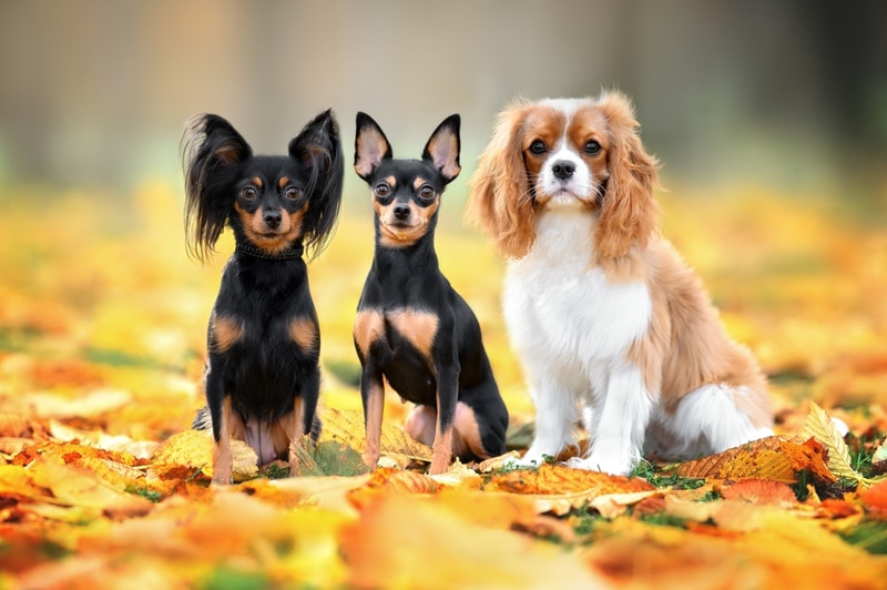 three small dogs sitting outdoor