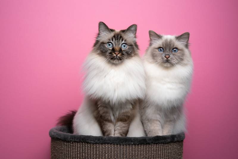 two birman cats in a basket in pink background