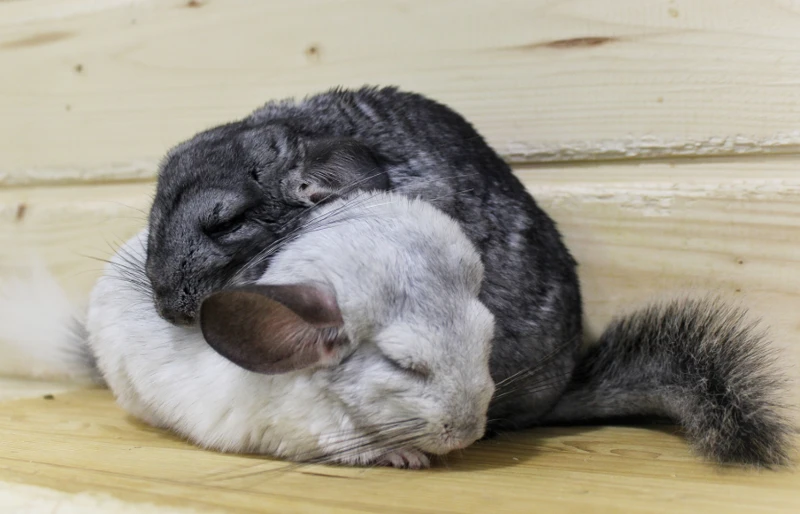 two chinchillas sleeping on a wooden board
