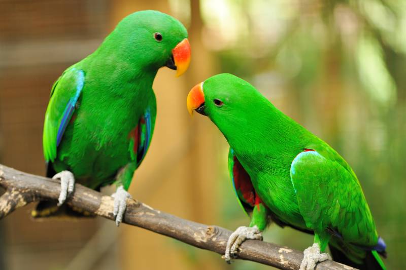 two green eclectus parrots