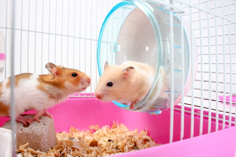 two hamsters inside cage