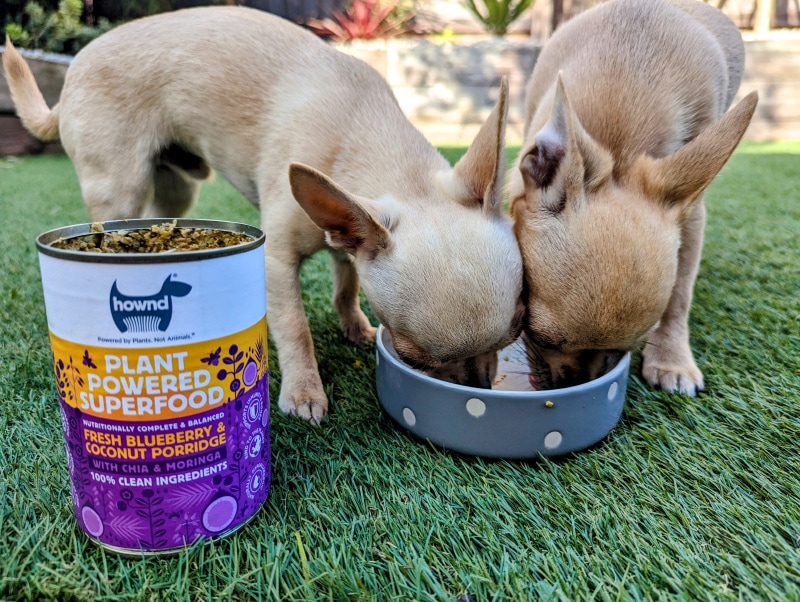 unleash you hownd fresh blueberry and coconut porridge - ned and fred eating wet food