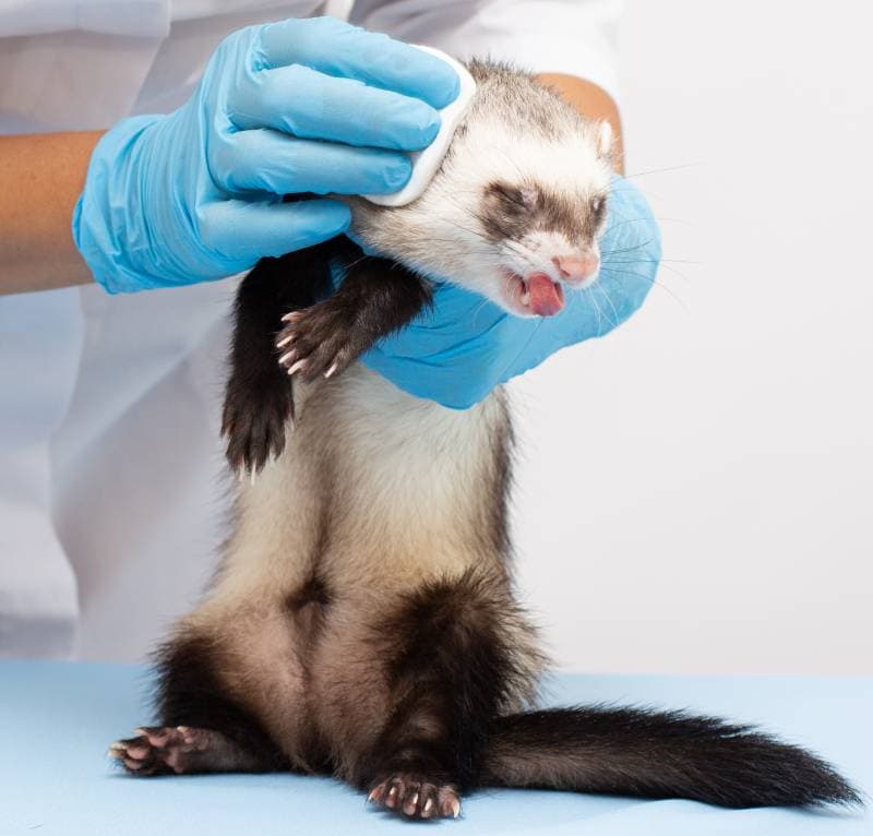 veterinarian examines a pet ferret to a veterinary clinic