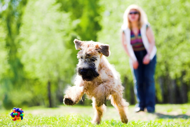 wheaten terrier dog playing outdoor